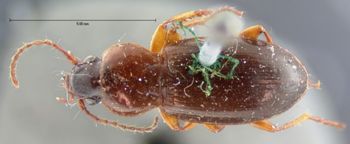 Media type: image;   Entomology 5652 Aspect: habitus dorsal view